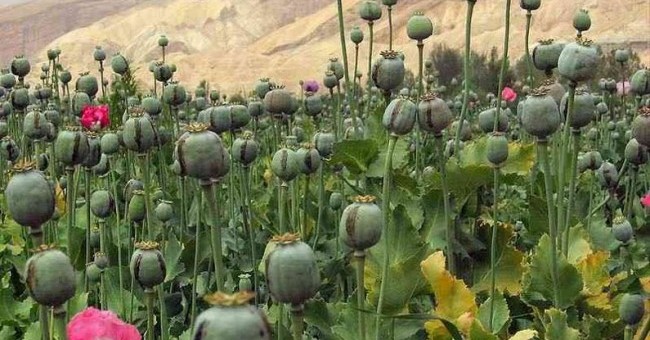 Papaver somniferum